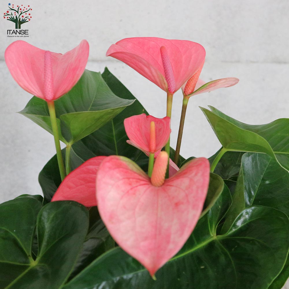 Itanse良品ｾﾚｸﾄ通販