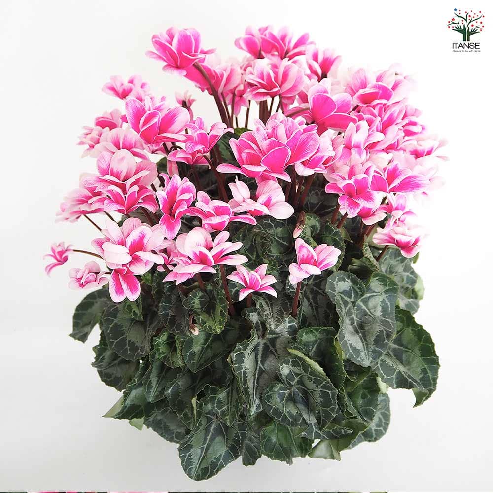 シクラメン メルシー 【花苗 5号／1個売り】