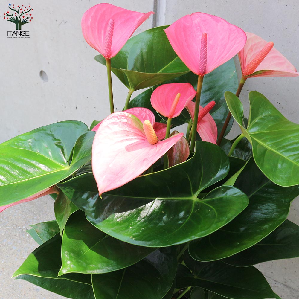 Itanse良品ｾﾚｸﾄ通販