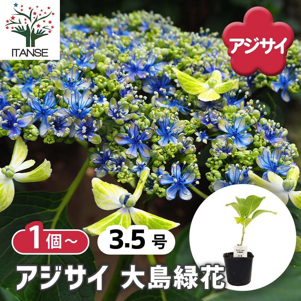 アジサイ 大島緑花 【花木苗 3.5号】｜ 【植物のITANSE】全品
