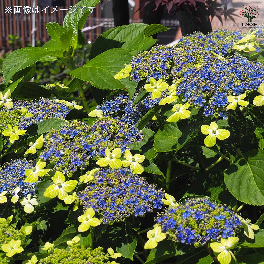アジサイ 大島緑花 【花木苗 3.5号】｜ 【植物のITANSE】全品