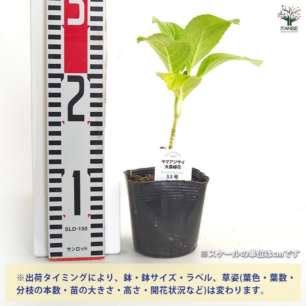 アジサイ 大島緑花 【花木苗 3.5号】｜ 【植物のITANSE】全品