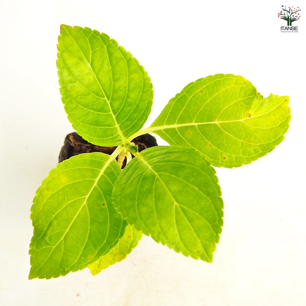 アジサイ 大島緑花 【花木苗 3.5号】｜ 【植物のITANSE】全品