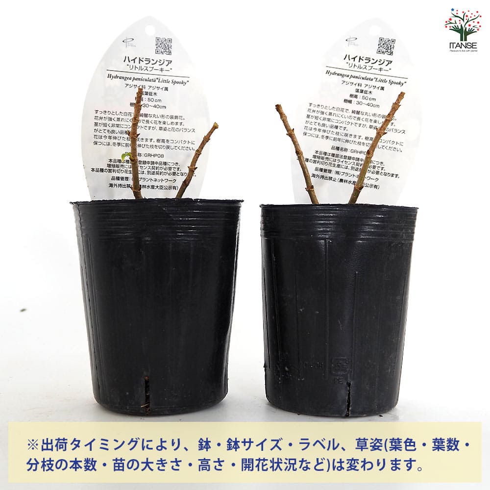 ハイドランジア リトルスプーキー 【花木苗 3号】｜ 【植物の