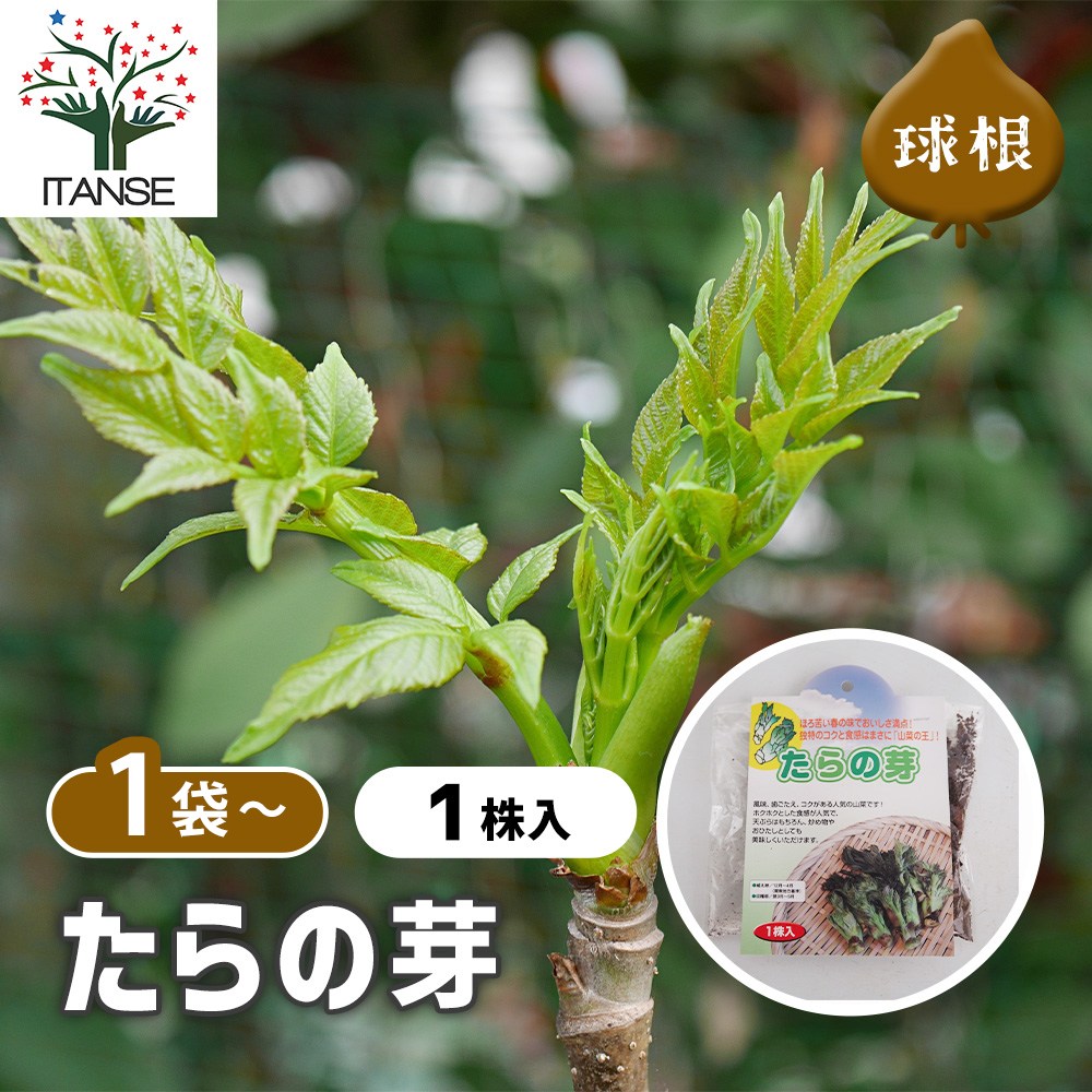 野菜球根 タラの芽 【野菜の苗 1株】｜ 【植物のITANSE】全品