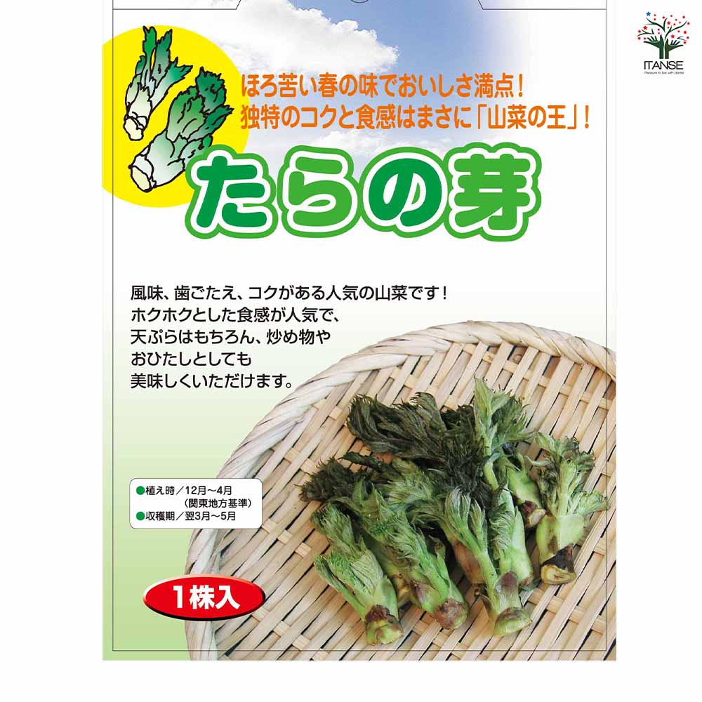 発芽中の野菜球根4個 野菜球根 タラの芽 【野菜の苗 1株】｜ 【植物のITANSE】全品