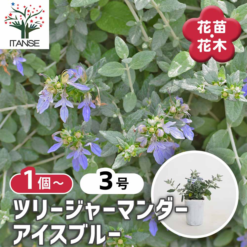ツリージャーマンダー アイスブルー 【花苗 3号】｜ 【植物の