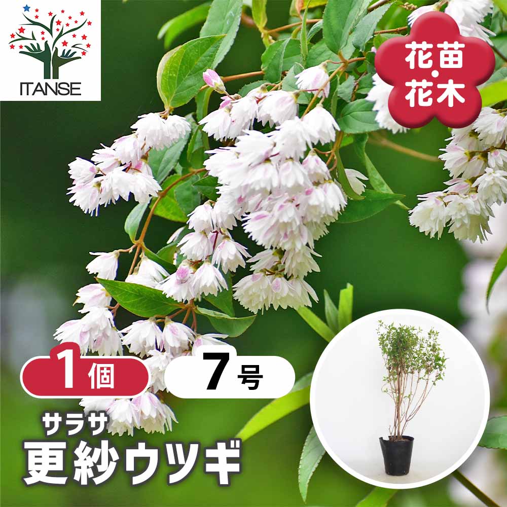 更紗ウツギ 【花木苗 7号／1個売り】｜ 【植物のITANSE】全品