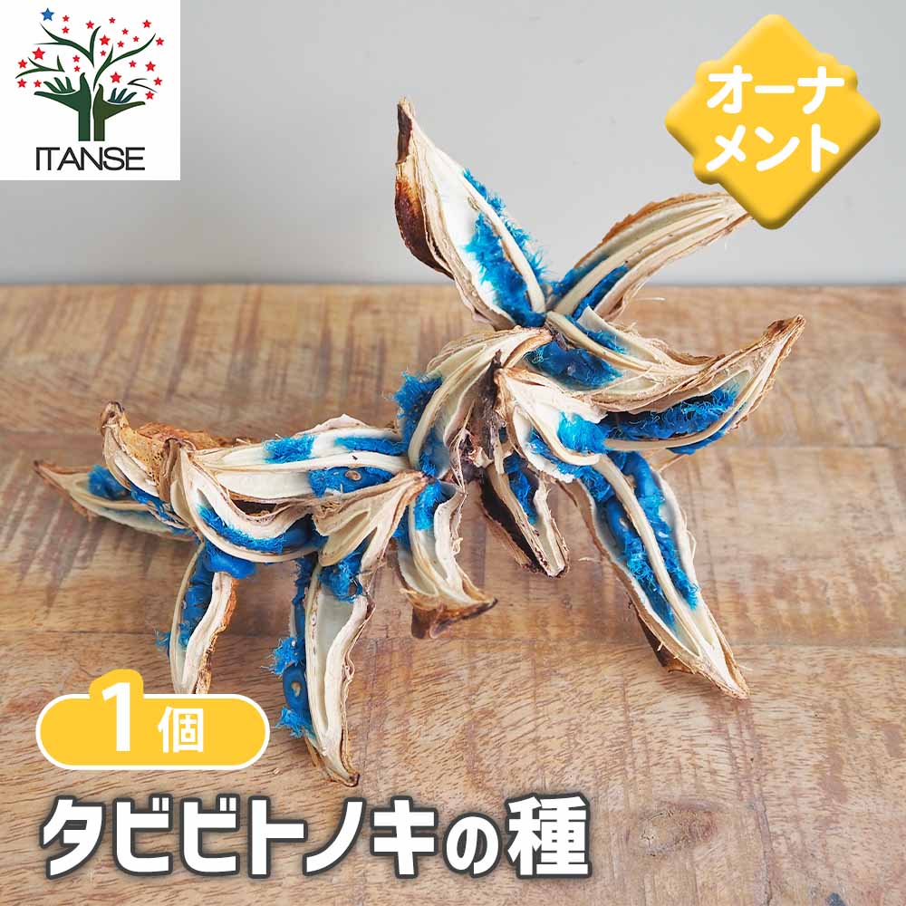 タビビトノキの種 【インテリア雑貨 ／1個売り】｜ 【植物の