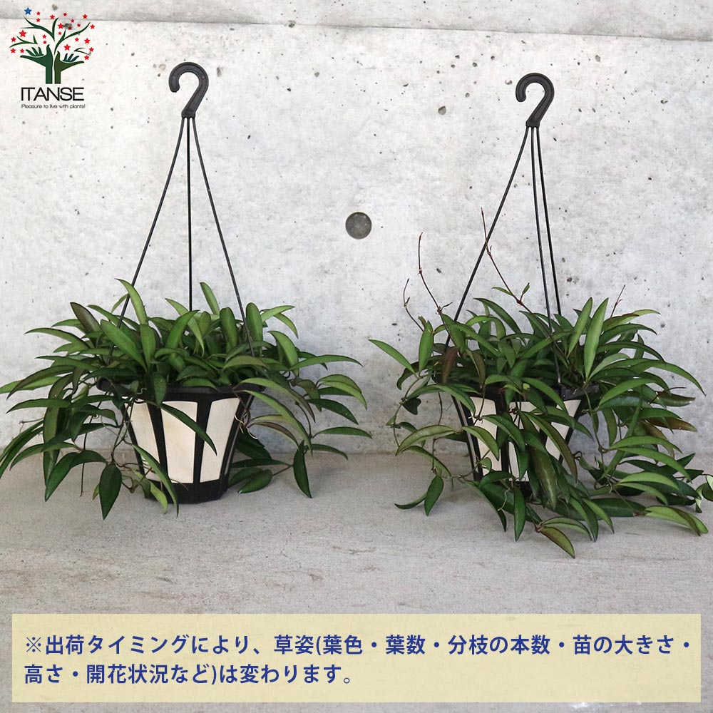 hoya ホヤ フィルラ ロング 4号 ホヤ(桜ラン)・ロンギフォリア 【観葉植物 リビングやオフィス