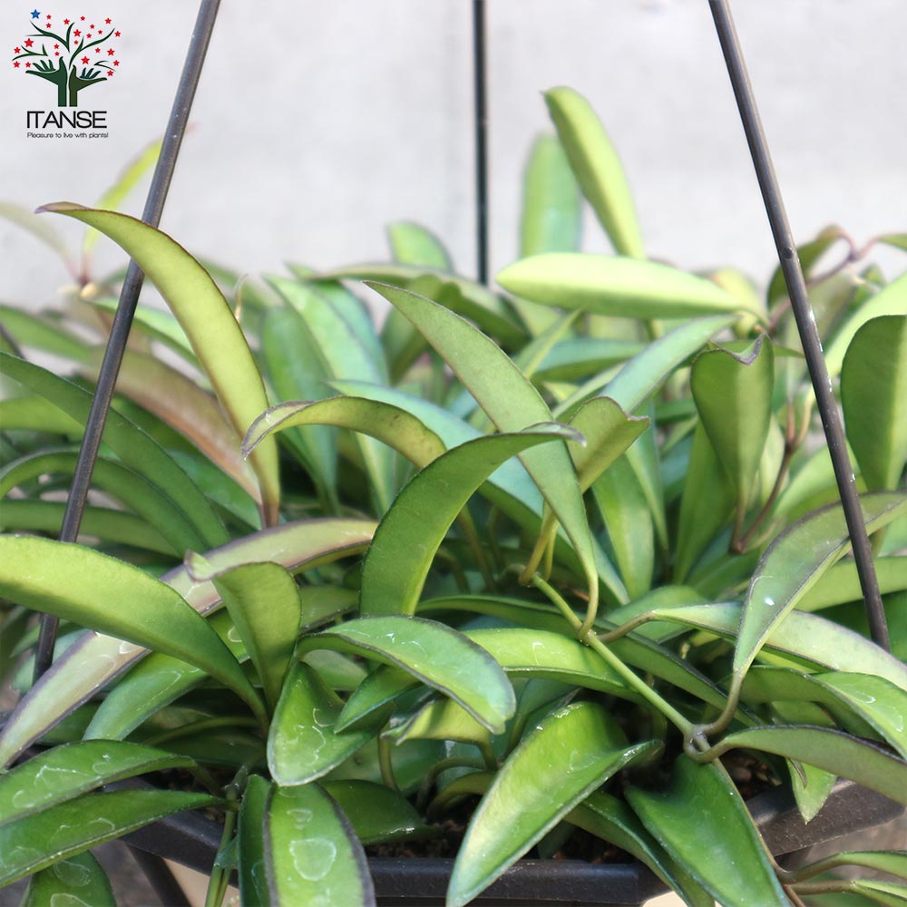 ホヤ(桜ラン)・ロンギフォリア 【観葉植物 リビングやオフィス向き