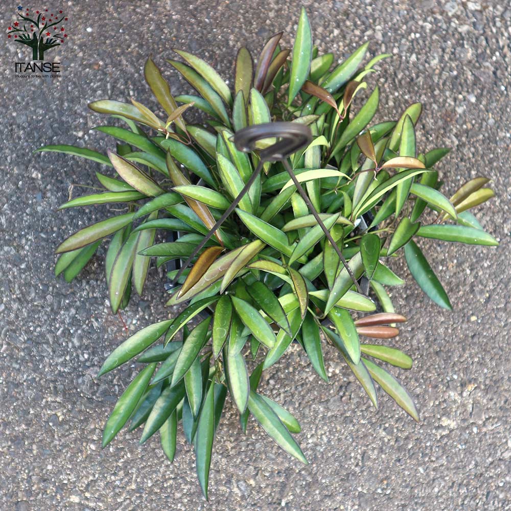 ホヤ(桜ラン)・ロンギフォリア 【観葉植物 リビングやオフィス向き