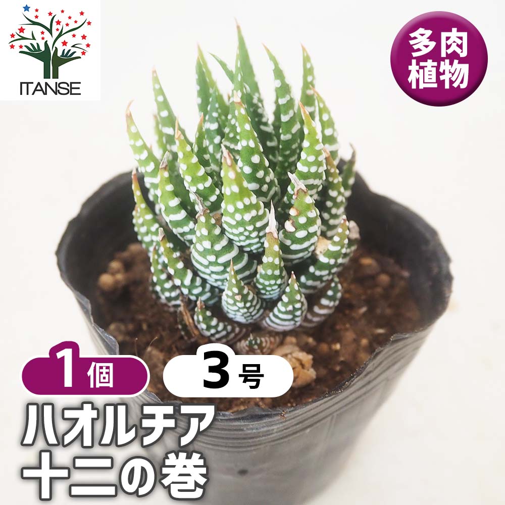 ハオルチア 十二の巻 【多肉植物 3号／1個売り】｜ 【植物の