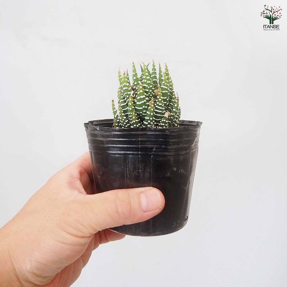 ハオルチア 十二の巻 【多肉植物 3号／1個売り】｜ 【植物の