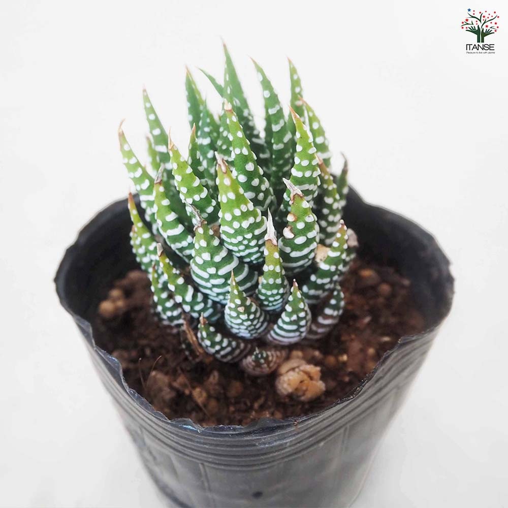ハオルチア 十二の巻 【多肉植物 3号／1個売り】｜ 【植物の