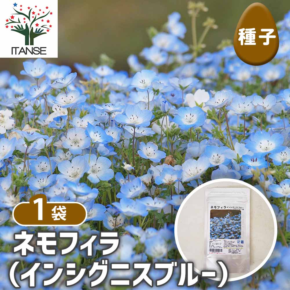 種子 ネモフィラ インシグニスブルー 【 種子 100ml ／1個売り