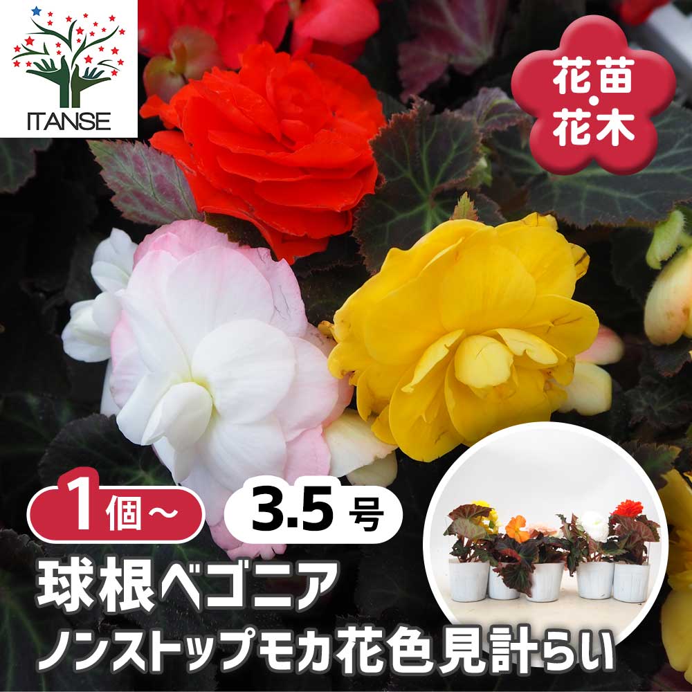 ベゴニア 球根ベゴニア・ノンストップモカ色見計らい 【 花苗 3.5号