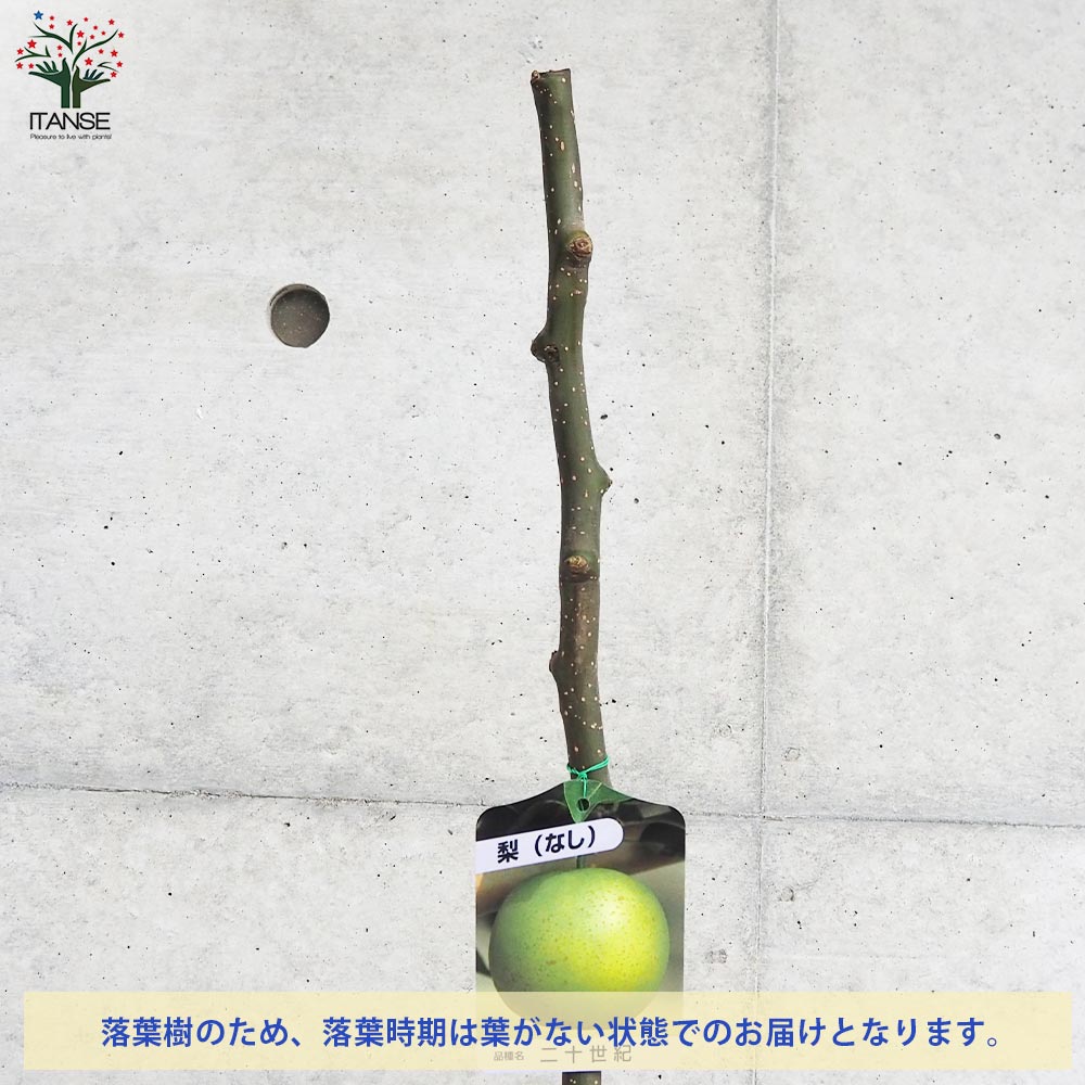梨の苗木 二十世紀【果樹の苗木 4～5号ポット／1個売り】｜ 【植物の