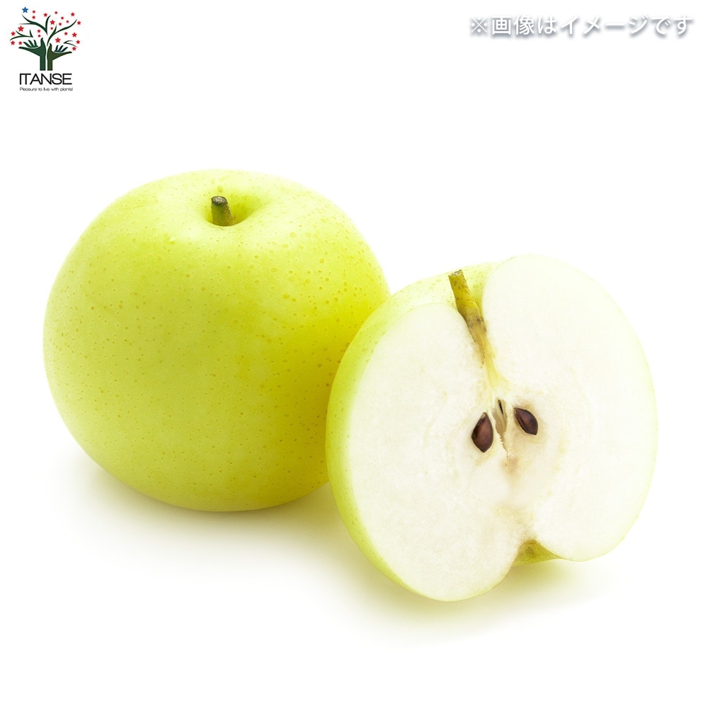 梨の苗木 二十世紀【果樹の苗木 4～5号ポット／1個売り】｜ 【植物の