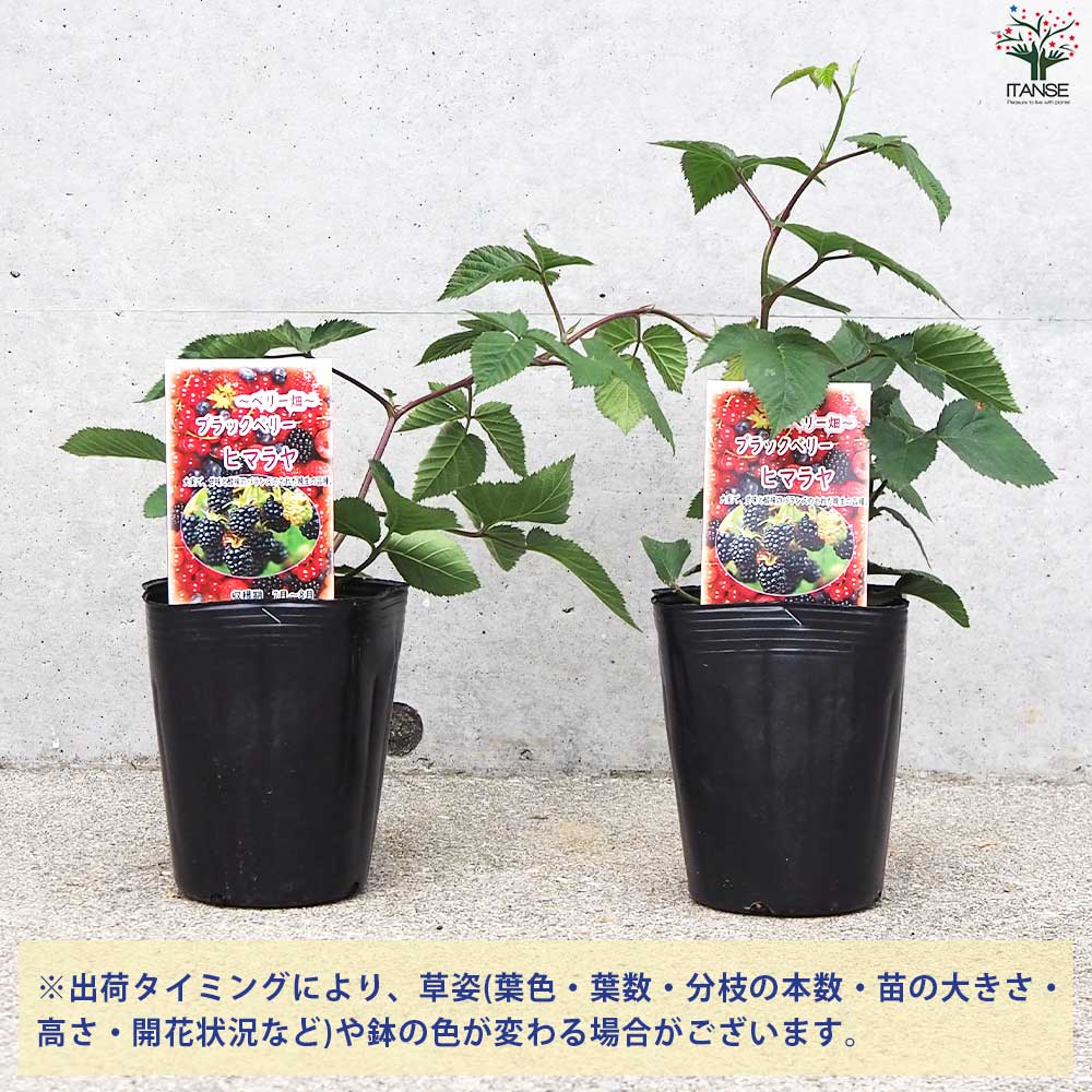 ブラックベリーの苗木 ヒマラヤ【果樹の苗 12cmポット 1年生 挿し木苗