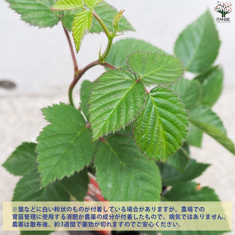 ブラックベリーの苗木 ヒマラヤ【果樹の苗 12cmポット 1年生 挿し木苗