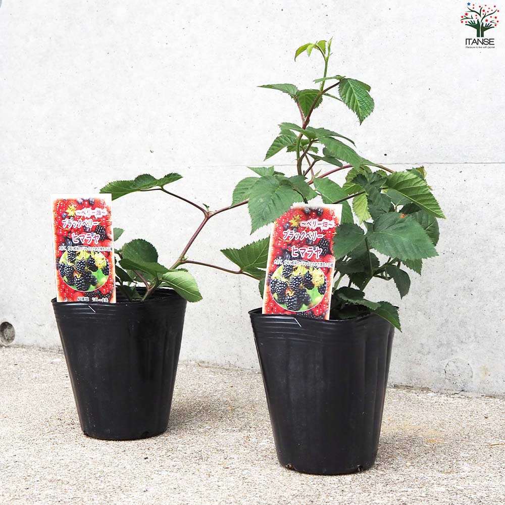 ブラックベリーの苗木 ヒマラヤ【果樹の苗 12cmポット 1年生 挿し木苗