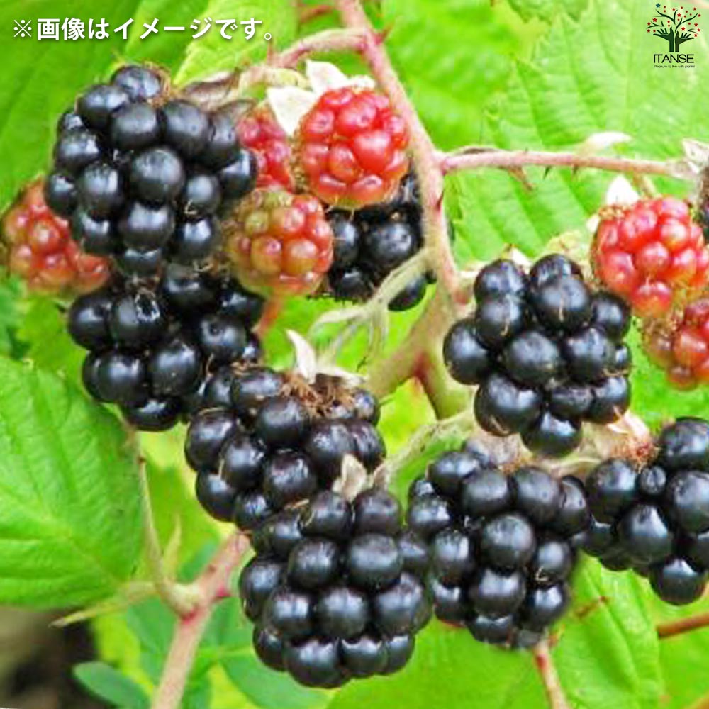ブラックベリーの苗木 ヒマラヤ【果樹の苗 12cmポット 1年生 挿し木苗