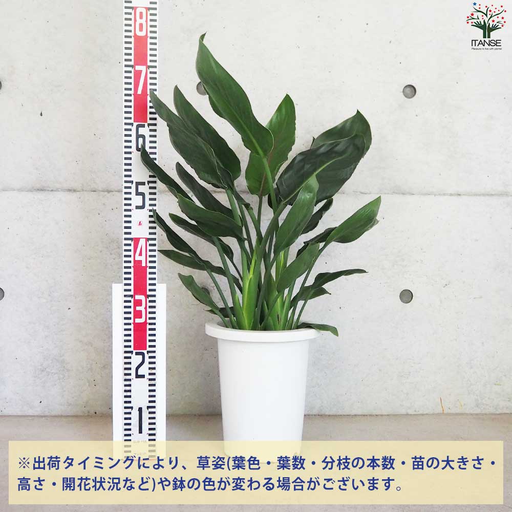 ストレリチア レギネ 極楽鳥花【観葉植物 7号鉢／1個売り
