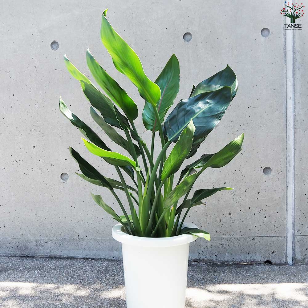 ストレリチア レギネ 極楽鳥花【観葉植物 7号鉢／1個売り】