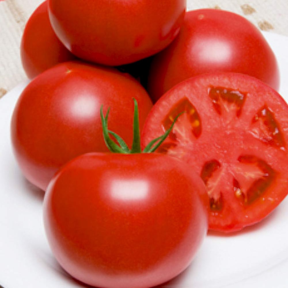 桃太郎セレクト 接ぎ木苗(大玉トマト)2個～【野菜 接木苗9cmポット】