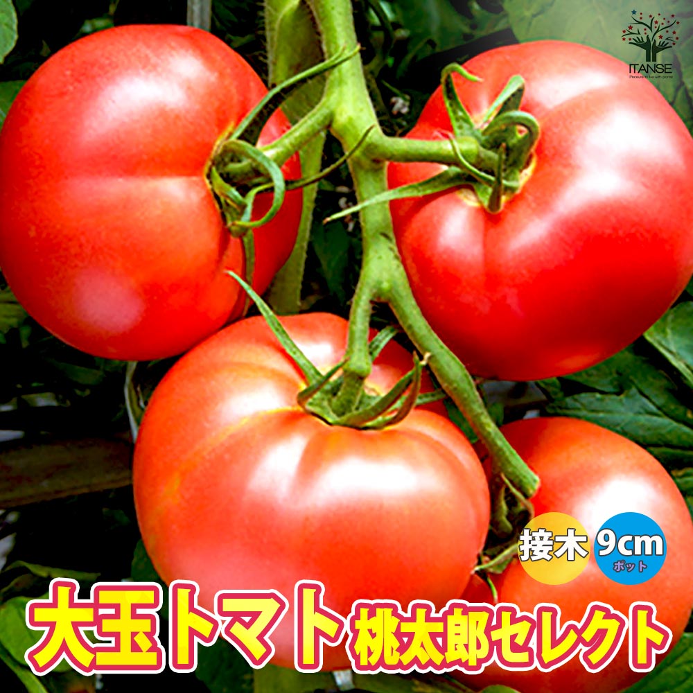 桃太郎セレクト 接ぎ木苗(大玉トマト)2個～【野菜 接木苗9cmポット】