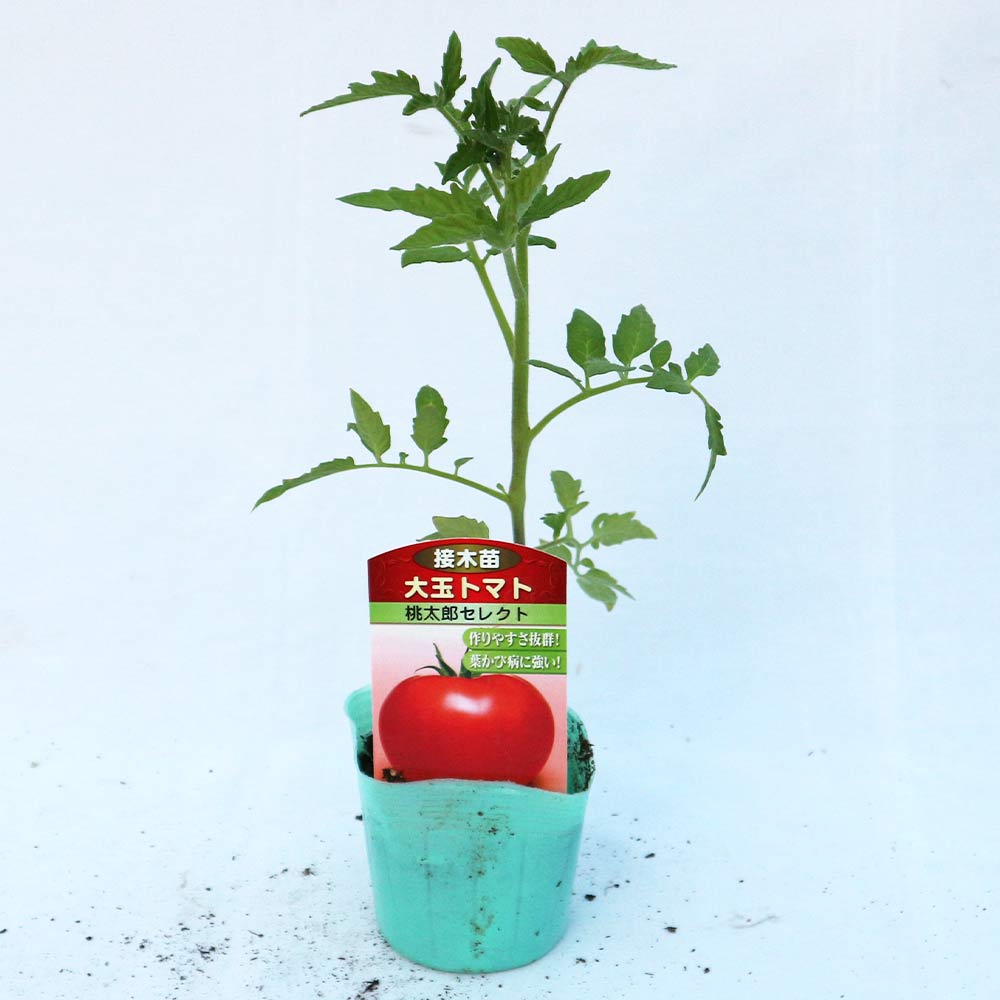 桃太郎セレクト 接ぎ木苗(大玉トマト)2個～【野菜 接木苗9cmポット】