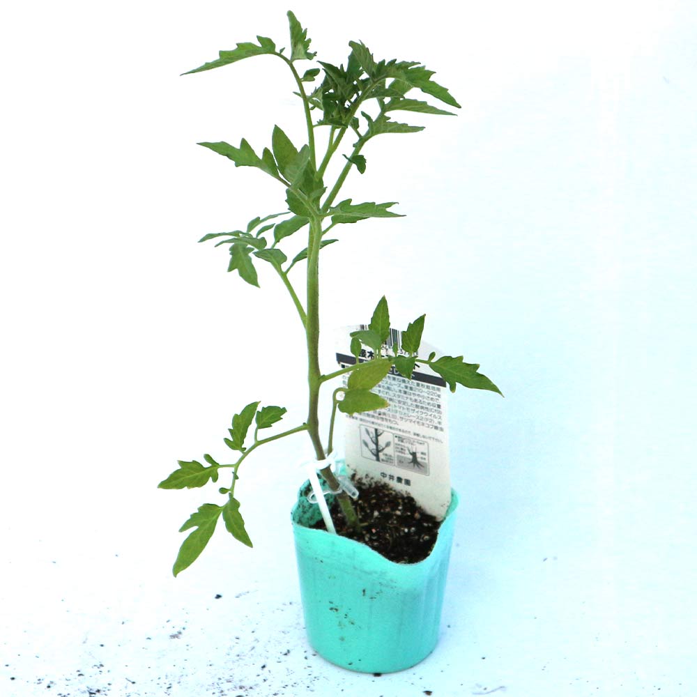 桃太郎セレクト 接ぎ木苗(大玉トマト)2個～【野菜 接木苗9cmポット】