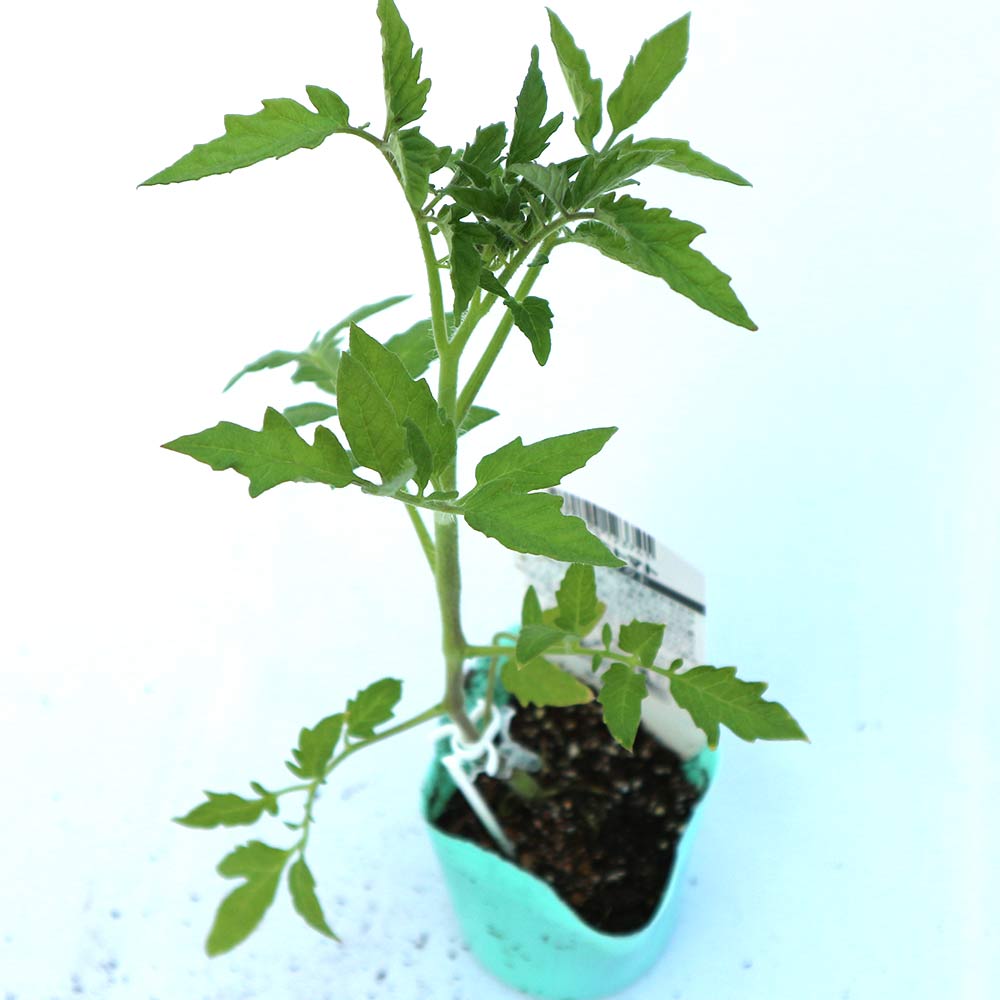 桃太郎セレクト 接ぎ木苗(大玉トマト)2個～【野菜 接木苗9cmポット】