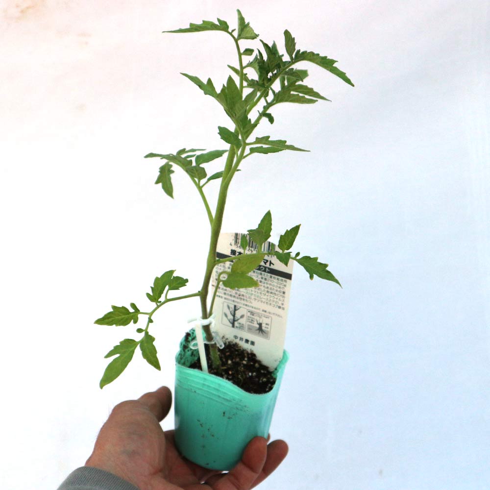 桃太郎セレクト 接ぎ木苗(大玉トマト)2個～【野菜 接木苗9cm