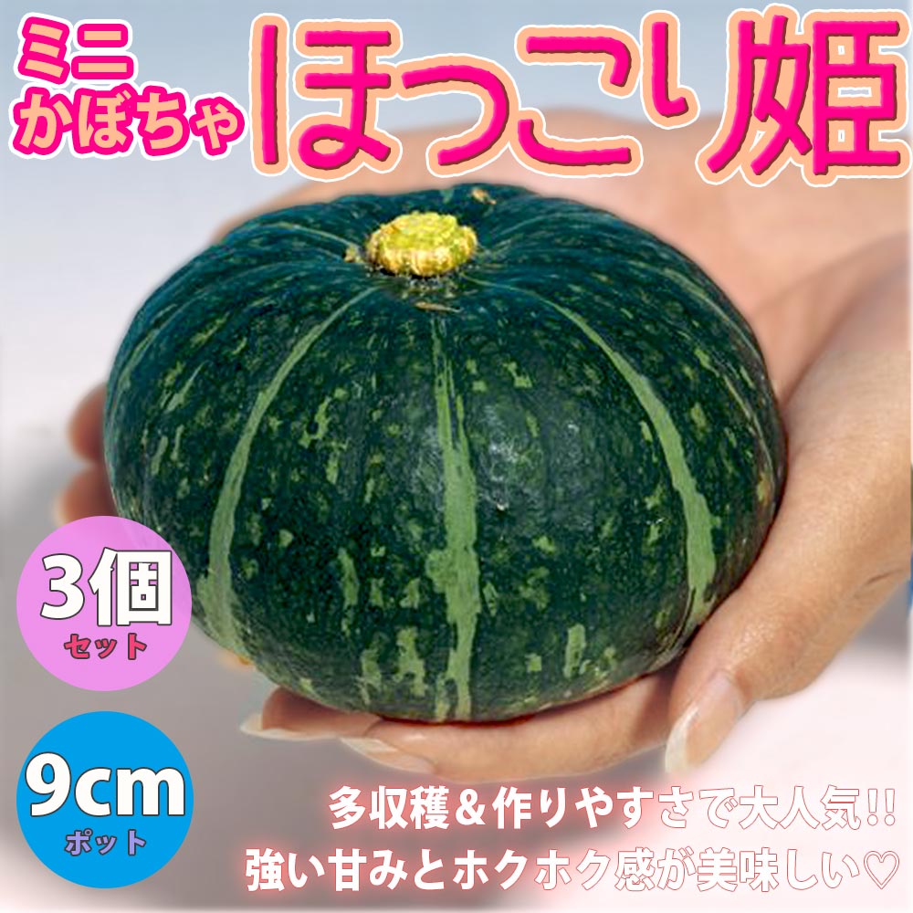 ほっこり姫 多収穫ミニかぼちゃ【野菜苗9cmポット／3個セット】
