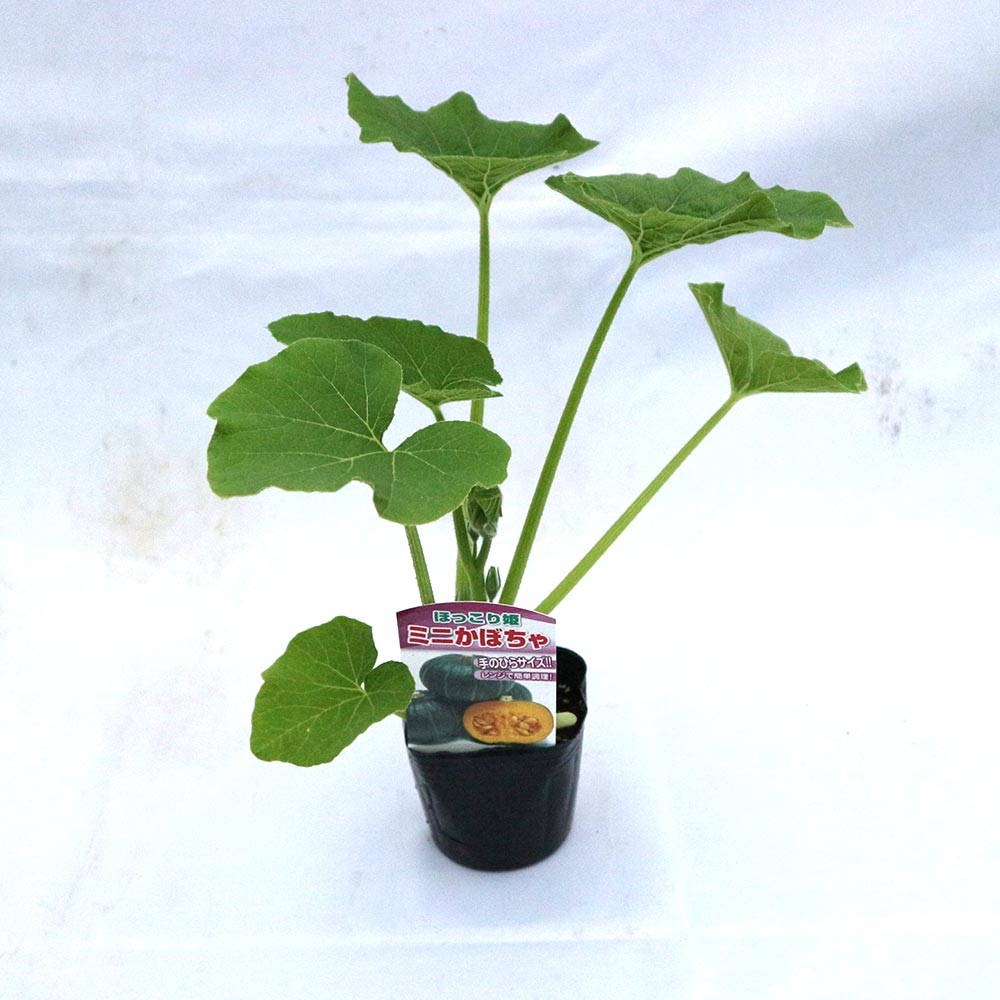 ほっこり姫 多収穫ミニかぼちゃ【野菜苗9cmポット／3個セット】