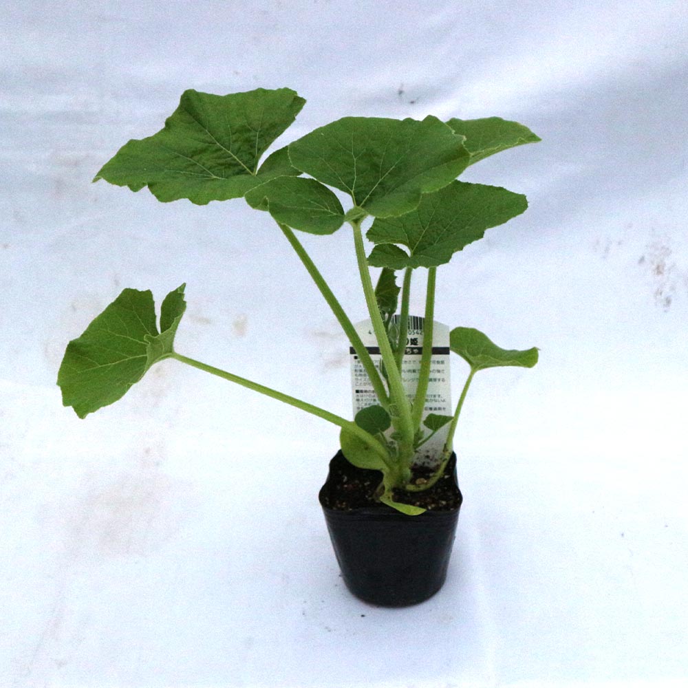 ほっこり姫 多収穫ミニかぼちゃ【野菜苗9cmポット／3個セット】