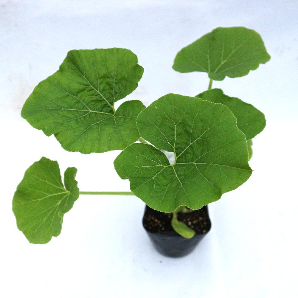 ほっこり姫 多収穫ミニかぼちゃ【野菜苗9cmポット／3個セット】