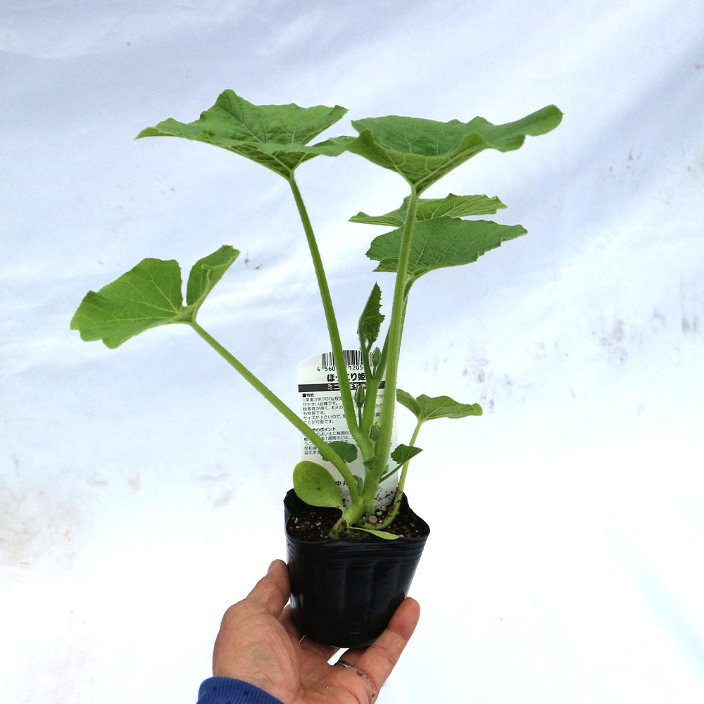 ほっこり姫 多収穫ミニかぼちゃ【野菜苗9cmポット／3個セット】