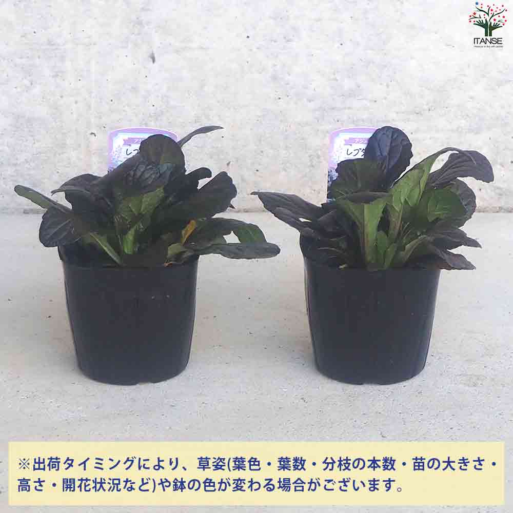 アジュガ レプタンス 【花苗 3～3.5号ポット】｜ 【植物のITANSE
