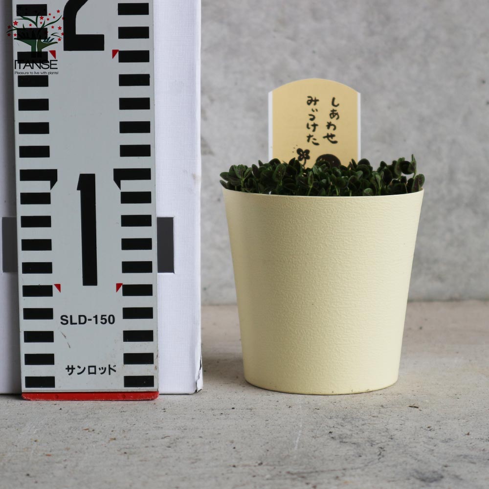 四葉のクローバー (トリフォリウム)【花苗 3.5号鉢 多肉植物・グランドカバー苗】