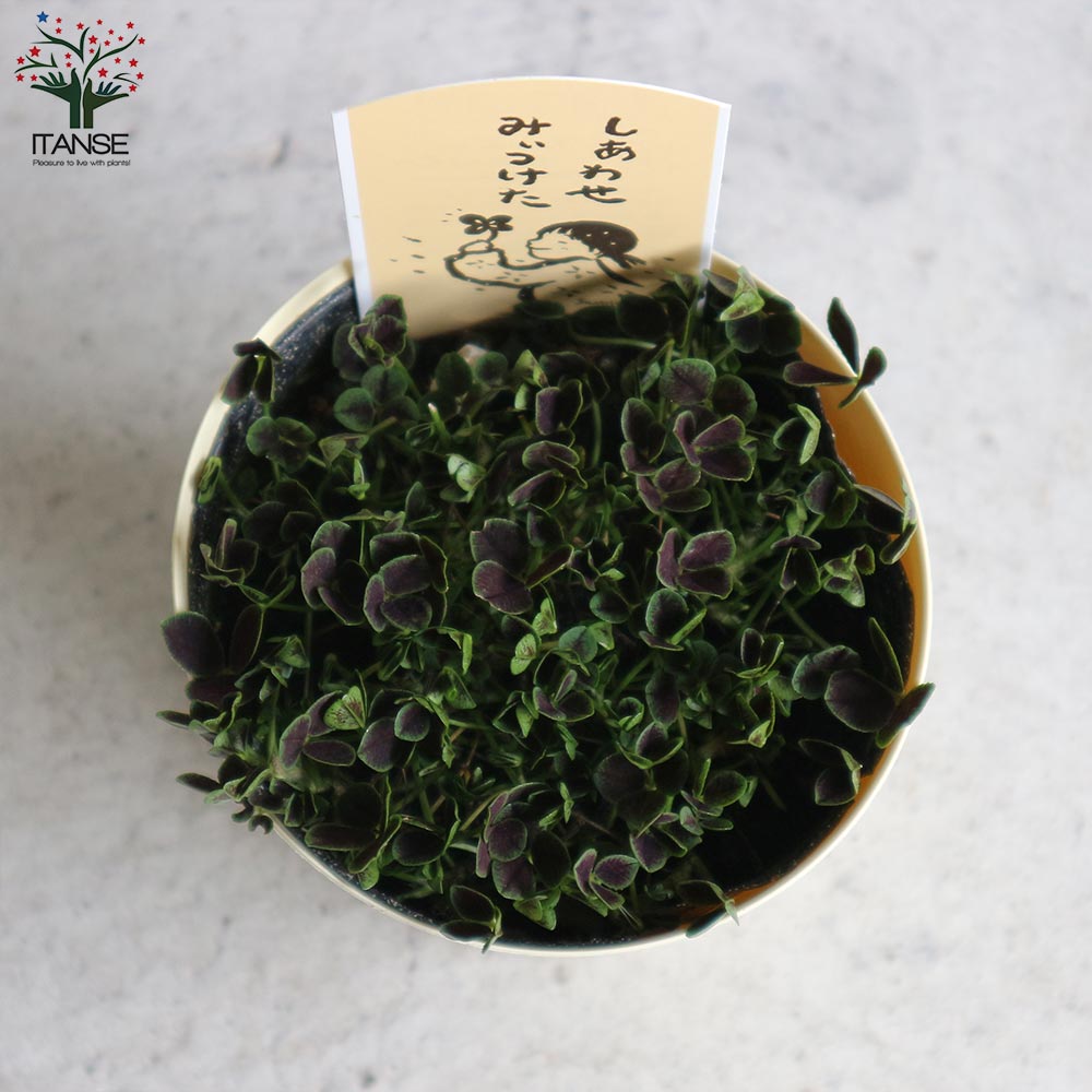 四葉のクローバー (トリフォリウム)【花苗 3.5号鉢 多肉植物・グランドカバー苗】