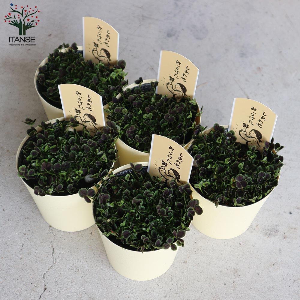 四葉のクローバー (トリフォリウム)【花苗 3.5号鉢 多肉植物・グランドカバー苗】