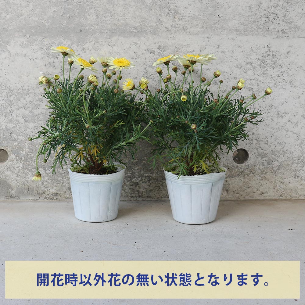 マーガレット ソレミオ【花苗 3.5号～4号ポット苗】｜ 【植物の