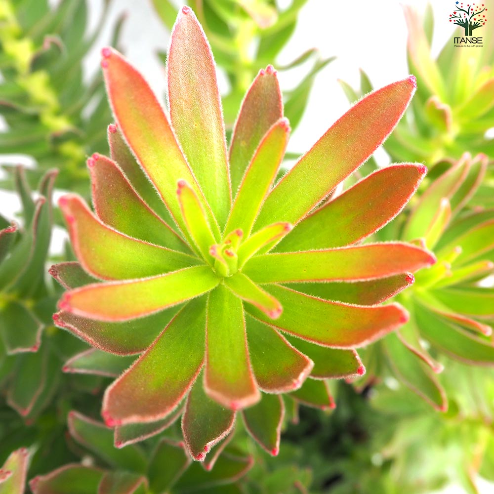 ミメティス クラッカージャックレッド【花苗 6号鉢】| 【植物の ミメティス クラッカージャックレッド【花苗 6号鉢】| 【植物の