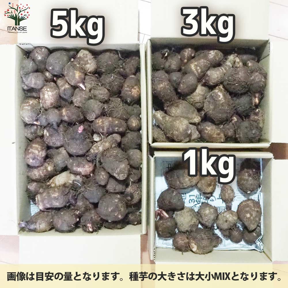 サトイモの種芋 品種：セレベス【野菜の苗 】｜ 【植物の