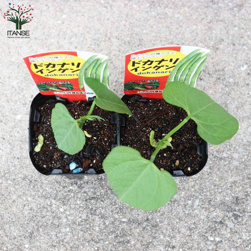 5月5日入荷】ドカリナいんげん豆 2個～【野菜の苗 9cmポット苗