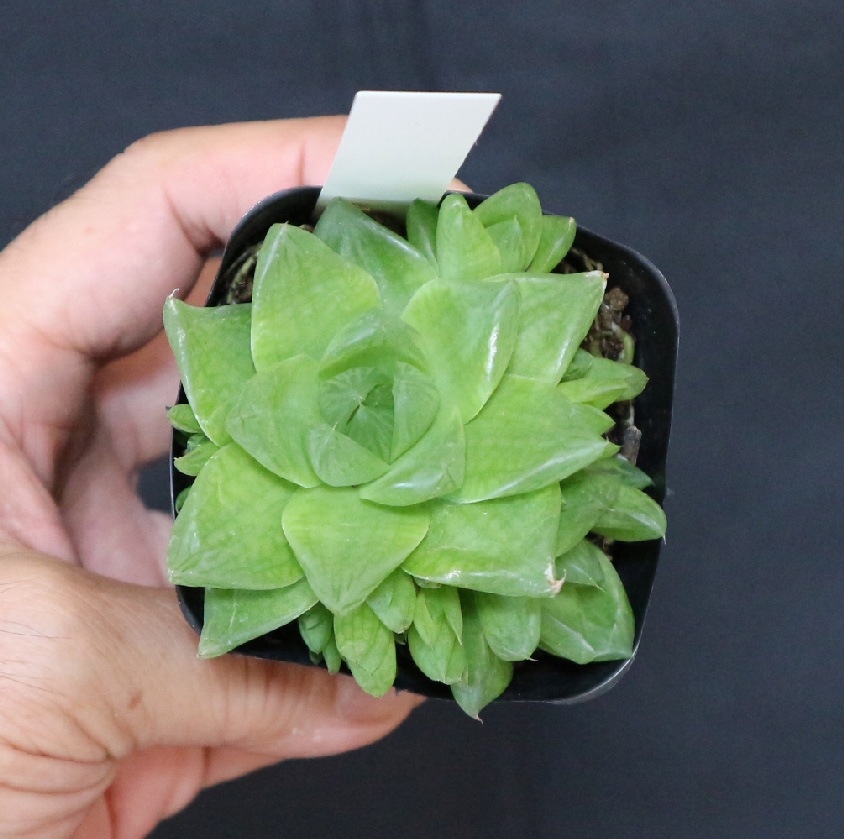 多肉植物 ハオルチア 京の華 Fodexpo Com Co