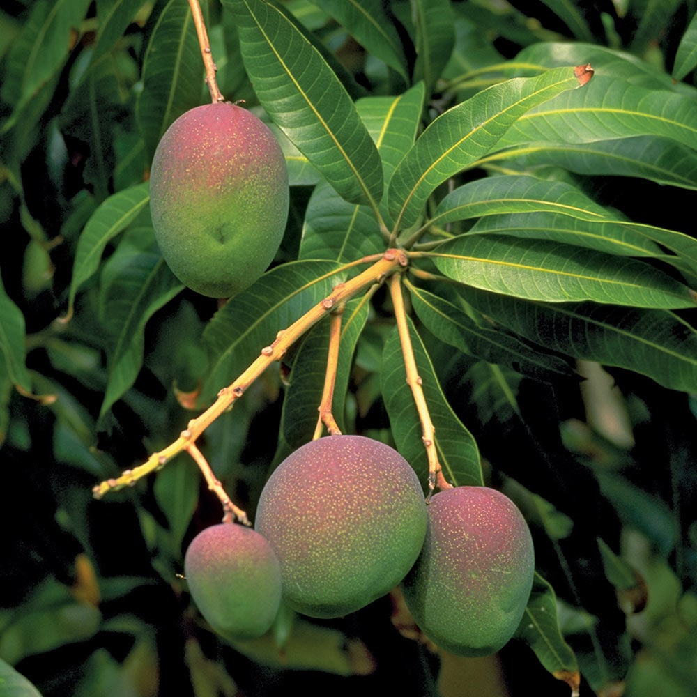 ”マンゴー アーウィンの苗木”18cmポット接木苗” 樹高約30cm 1本売り(ポット苗なので年中植付け可能!)【果樹 2年生 接木苗(台木ドマンゴー在来種)】